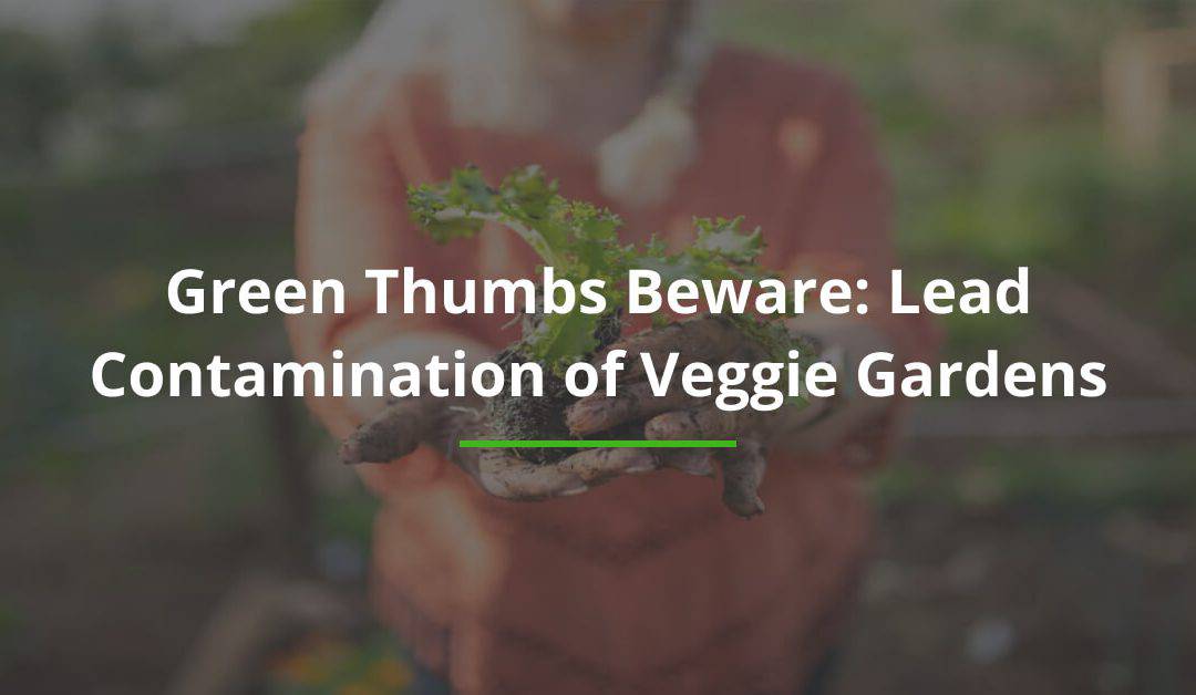 Green Thumbs Beware: Lead Contamination of Veggie Gardens